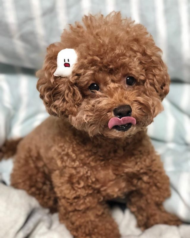 Chó poodle