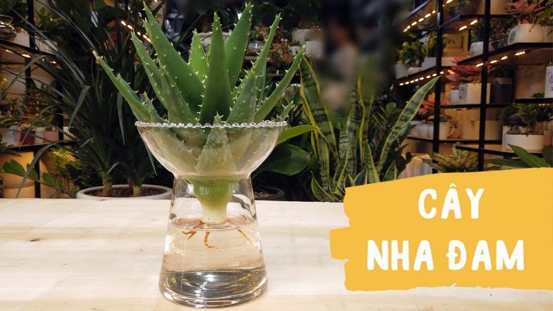 Cây nha đam thủy sinh mang may mắn đến cho gia chủ