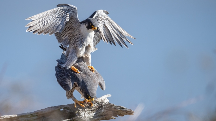 Hướng dẫn so sánh DJI RS3 Pro với RS3 với RS2 với RSC2 [🆕🇻🇳] kyma.vn