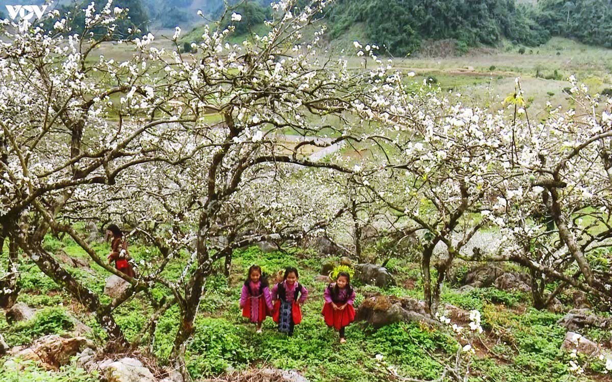 du lịch mộc châu