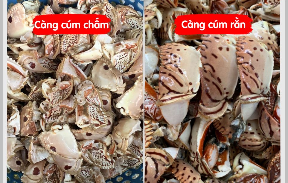 so sánh hai loại càng cúm