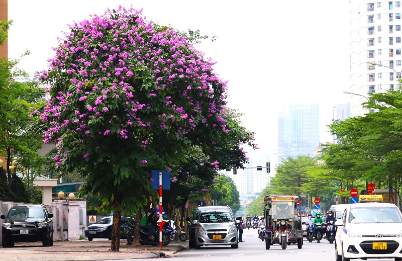 Mùa hoa ở Hà Nội tháng 5. Du lịch Hà Nội tháng 5 có gì đặc sắc