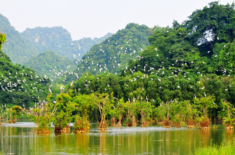 Cảnh đẹp Ninh Bình. Vườn Chim Thung Nham