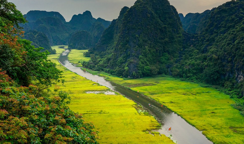 Nên du lịch Ninh Bình tháng mấy? Lúa chín vàng ở Tam Cốc