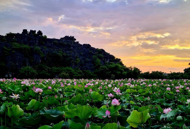 Review du lịch Ninh Bình tháng 7 có đẹp không, nên đi đâu chơi?