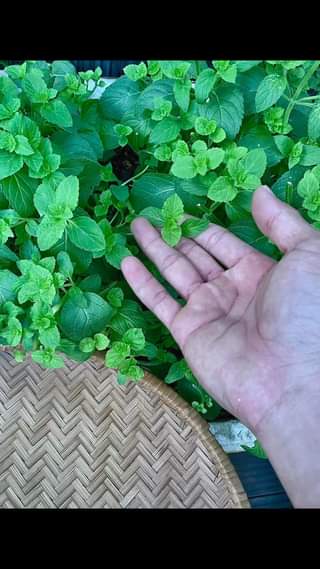 [☕️🇻🇳] 15.22 café – wine – live music 🥤 Top1Coffee ☕️ Trà táo giải nhiệt những ngày nắng nóng!
 , shares-0✔️ , likes-0❤️️ , date-2024-04-29 06:30:37🇻🇳🇻🇳🇻🇳📰🆕