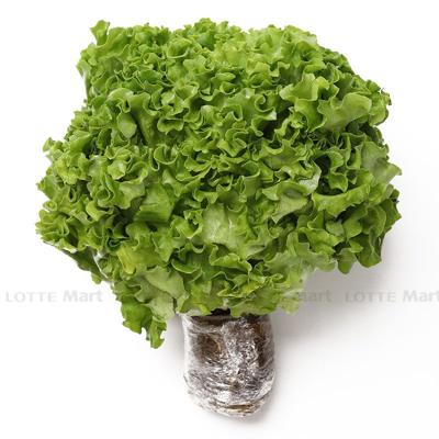 [🛒🇻🇳]Xà lách Lolo xanh thủy canh Choice L (bó) (ea) – , SKU – – lottemart.vn 🇻🇳🛒Top1Shop🛒 🇻🇳Top1Vietnam🇻🇳 🛍🛒🇻🇳