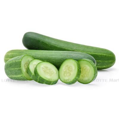 [🛒🇻🇳]Dưa Leo 500g (ea) – , SKU – – lottemart.vn 🇻🇳🛒Top1Shop🛒 🇻🇳Top1Vietnam🇻🇳 🛍🛒🇻🇳