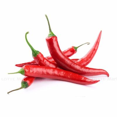 [🛒🇻🇳]Ớt sừng Phùng Thủy 100g (ea) – , SKU – – lottemart.vn 🇻🇳🛒Top1Shop🛒 🇻🇳Top1Vietnam🇻🇳 🛍🛒🇻🇳