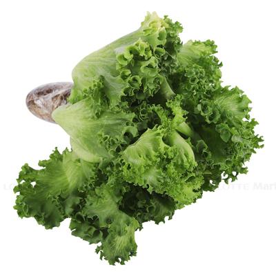 [🛒🇻🇳]Xà lách Batavia xanh thủy canh (cây) (ea) – , SKU – – lottemart.vn 🇻🇳🛒Top1Shop🛒 🇻🇳Top1Vietnam🇻🇳 🛍🛒🇻🇳