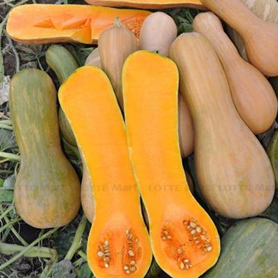 [🛒🇻🇳]Bí đỏ dài 1200g – , SKU – – lottemart.vn 🇻🇳🛒Top1Shop🛒 🇻🇳Top1Vietnam🇻🇳 🛍🛒🇻🇳