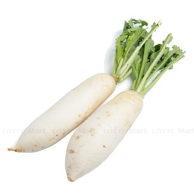 [🛒🇻🇳]Củ cải trắng Vietgarden 1kg – , SKU – – lottemart.vn 🇻🇳🛒Top1Shop🛒 🇻🇳Top1Vietnam🇻🇳 🛍🛒🇻🇳
