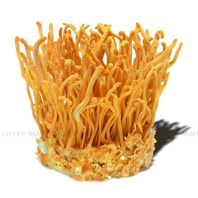 [🛒🇻🇳]Nấm Đông Trùng Hạ Thảo Tươi 100g (ea) – , SKU – – lottemart.vn 🇻🇳🛒Top1Shop🛒 🇻🇳Top1Vietnam🇻🇳 🛍🛒🇻🇳