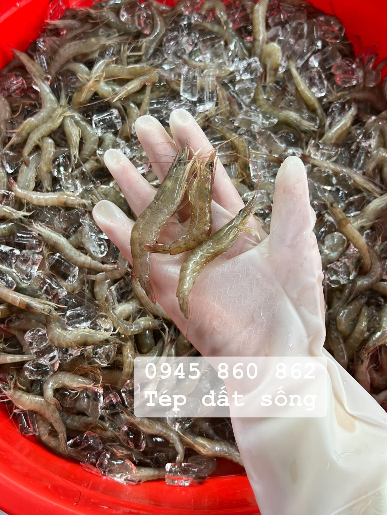 [🆕🇻🇳] BÀ NA FOOD – ĐẶC SẢN CÀ MAU 🍔 Top1Food 🍜 Để làm ra được 1 hũ mắm tép phải trải qua rất rất nhiều công đoạn. Và công đoạn quan trọng nhất là khâu lựa con tép sống ban đầu. Tép pải sống thì khi làm  , shares-0✔️ , likes-9❤️️ , date-2024-05-08 18:26:40🇻🇳🇻🇳🇻🇳📰🆕