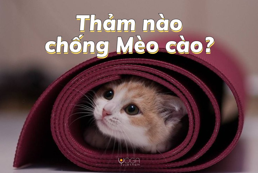 [🆕🇻🇳] YogaVietnam.vn 🧘 Top1Yoga 🤸🏻‍♀️ Ngày đẹp trời nọ, một chiếc inbox nhẹ nhàng rơi vào chúng tui: “Có chiếc thảm nào chống mèo cào không ạ?” Và từ đây bạn thấy Yogavietnam có thêm kĩ năng tư , shares-1✔️ , likes-5❤️️ , date-2024-06-26 11:30:01🇻🇳🇻🇳🇻🇳📰🆕