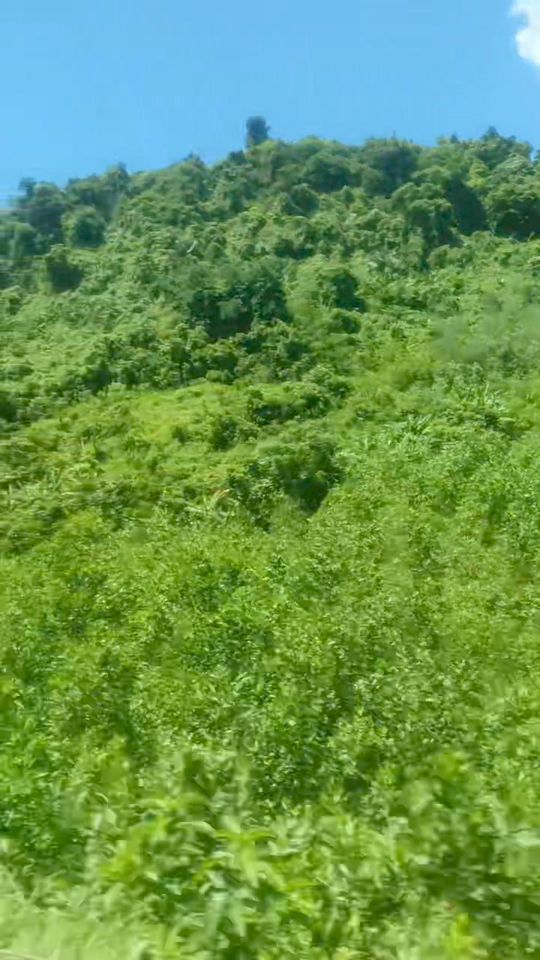 [🆕🇻🇳] Ula Yoga Duyên Dáng 🧘 Top1Yoga 🤸🏻‍♀️ Vẻ đẹp Xứ Thanh 
 , shares-0✔️ , likes-60❤️️ , date-2024-08-06 18:05:59🇻🇳🇻🇳🇻🇳📰🆕