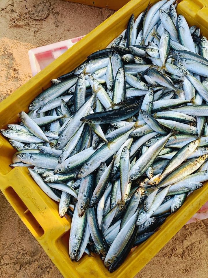 [🍜🇻🇳] CÀ MÈN – Đặc sản quê hương Quảng Trị 🍔Top1Food 🍜 – Muốn thưởng thức trọn vị tươi ngon của cá biển thì chỉ có món hấp thôi,  …