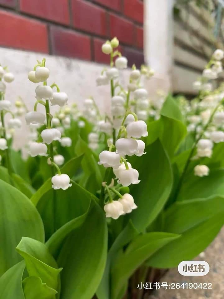 [🆕🇻🇳]  DOBO KIDS Shop – Thời Trang Mẹ & Bé 🧑‍🧒❤️️👶⭐️ Định trồng chơi chơi thui ai ngờ nó nở, thơm pể cái nhàaa
Đang có flash sale nè, o đờ về trồng đi mí bà, thơm lắm :
Shop phụ kiện toàn mẫu độc lạ, siêu , shares-0✔️ , likes-0❤️️ , date-2024-08-20 18:52:26🇻🇳🇻🇳🇻🇳📰🆕