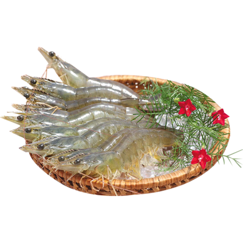 [🛒🇻🇳]Tôm thẻ trung ( Loại 60-70 con/kg) – XNK Phạm Gia Phát , SKU – – sibafood.vn 🇻🇳🛒Top1Shop🛒 🇻🇳Top1Vietnam🇻🇳 🛍🛒🇻🇳