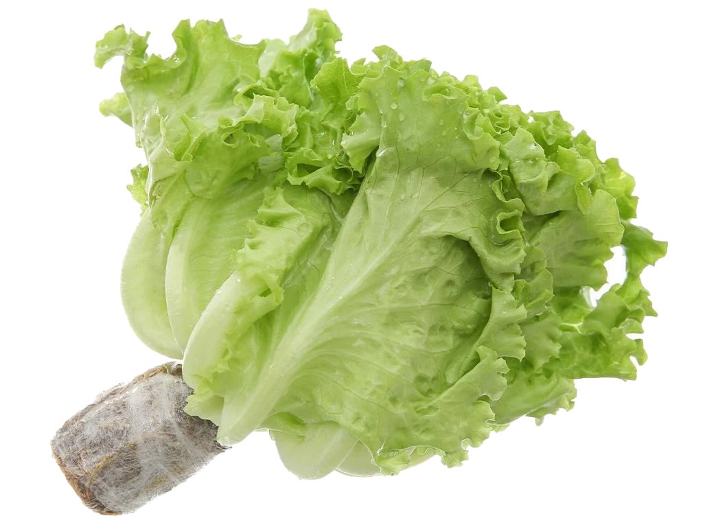 [🛒🇻🇳]Xà lách lô lô xanh – VRĐL , SKU – – sibafood.vn 🇻🇳🛒Top1Shop🛒 🇻🇳Top1Vietnam🇻🇳 🛍🛒🇻🇳