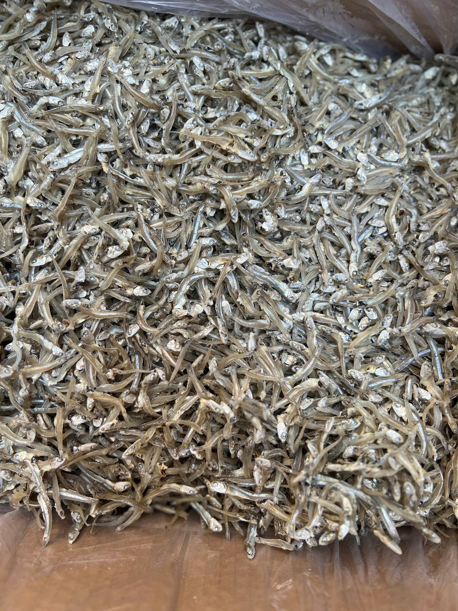 [???] Mint Care HCM  ? Top1Yoga ??‍♀️ Happy World Vegan Day 01 November 


 Bạn biết không, có một ngày dành riêng cho cộng đồng thuần chay trên khắp thế giới- Ngày Thuần chay Thế giới 1/11. Đâ , shares-0✔️ , likes-4❤️️ , date-2024-11-01 14:00:21????????