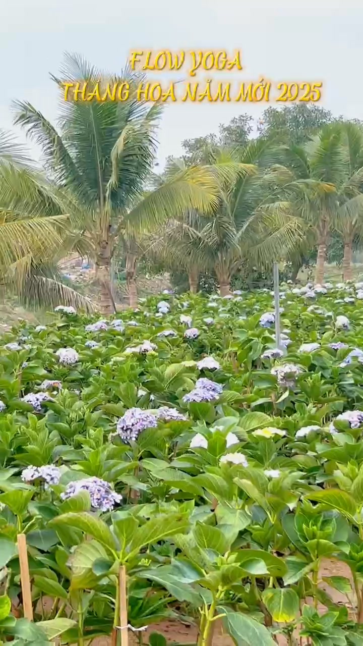 [???] Shakti Yoga Hà Nội – Số 1 về đào tạo HLV Yoga ? Top1Yoga ??‍♀️ (VN) Chào mừng bạn đến với cộng đồng Shakti Flow Yoga. Hãy tham gia cùng chúng tôi trong lễ kỷ niệm cuối năm và chào mừng năm mới. 
####################### , shares-0✔️ , likes-14❤️️ , date-2024-12-06 15:30:09????????