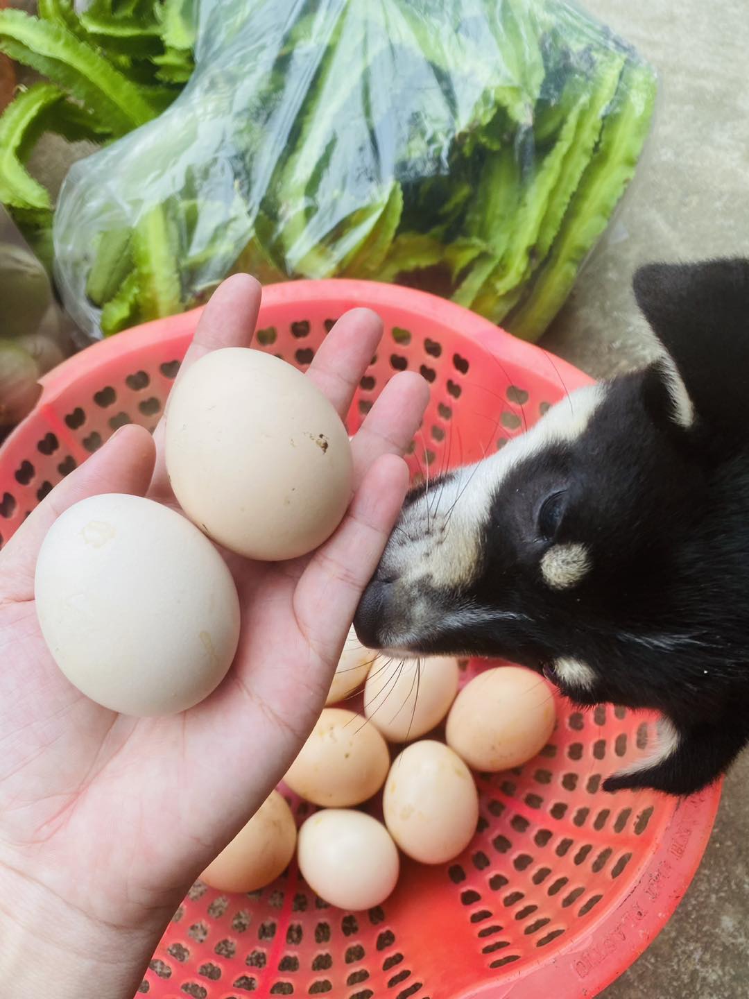 [🆕🇻🇳] Nous Chíp Con – Đồ sơ sinh và mẹ bầu 🧑‍🧒❤️️👶⭐️ Shop còn vài áo Gilet Nous sale đồng giá 100k cho các mom luôn ạ
Size 6-9M (7,5-9,5kg) còn màu Xanh, Hồng
Size 9-12M (8,5-10,5kg) còn màu Xanh
Size 12-18M  , shares-1✔️ , likes-4❤️️ , date-2025-03-16 20:26:55🇻🇳🇻🇳🇻🇳📰🆕