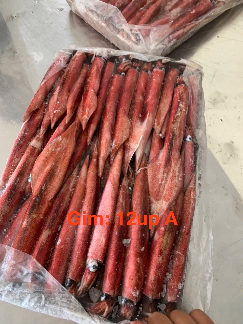 [🆕🇻🇳] TÔM HÙM KHÁNH HOÀ – Chuyên sỉ lẻ, tôm hùm sống, tôm hùm ngộp, tôm hùm cấp đông, số lượng lớn 🍔 Top1Food  🍜 :    #MỰC_GIM
Chuyên cung cấp sỉ lẻ mực Gim Số lượng giá Tại kho 
Gim: 9-12 A 
Gim: 12up A 
Gim: 15up. A 
Gim: 9-12 B 
Gim: 12up B 

 Hàng sẵn kho đủ loại, , shares-0✔️ , likes-0❤️️ , date-2025-09-18 16:44:11🇻🇳🇻🇳🇻🇳📰🆕