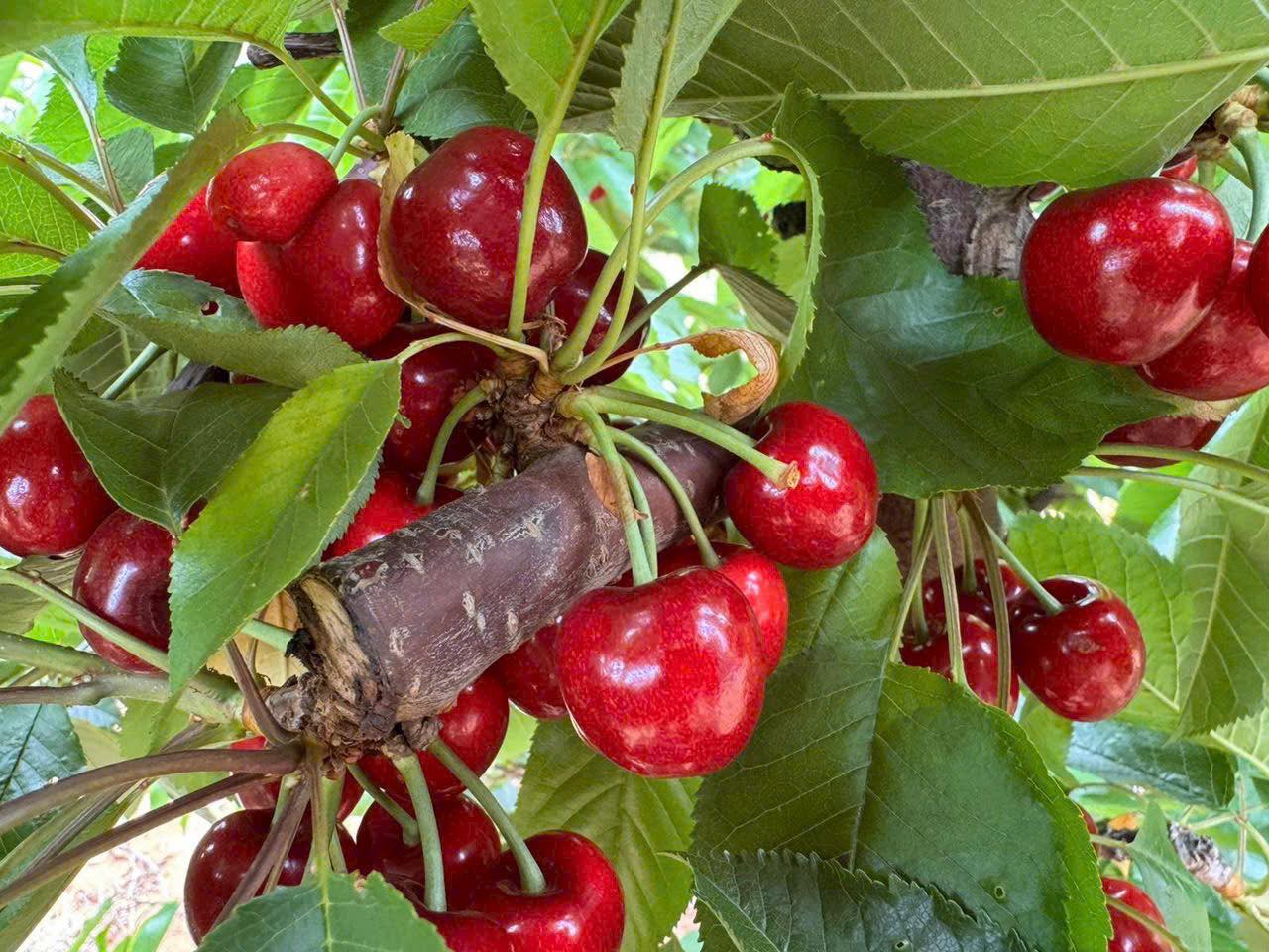 [🆕🇻🇳] TH Fruit – Chuyên Trái Cây Nhập Khẩu Cao Cấp 🍔 Top1Food  🍜  MÙA VỤ CHERRY ÚC BẮT ĐẦU  

Những lô cherry đầu mùa của đất nước kangkuru bắt đầu về Việt Nam. 
 , shares-0✔️ , likes-4❤️️ , date-2025-11-02 16:35:54🇻🇳🇻🇳🇻🇳📰🆕