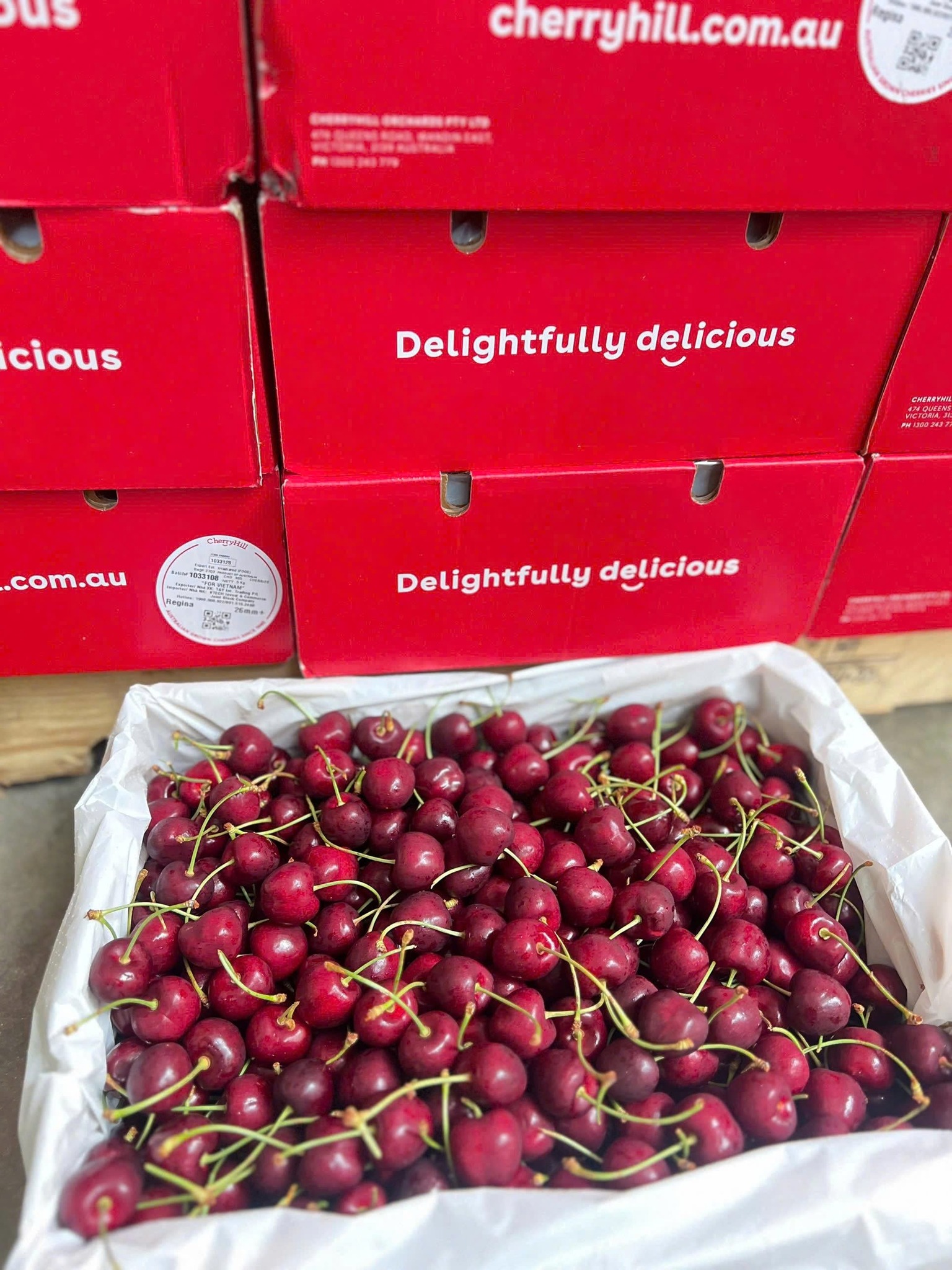 [🆕🇻🇳] F5 Fruit Shop Hồ Chí Minh-hệ thống bán lẻ Trái cây Nhập khẩu cao cấp 🍔 Top1Food  🍜 Cherry Hill Regina   
– Cuống tươi xanh, cứng quả, giòn ngọt
  5⃣ 8⃣ 0⃣ /kg 
Đây là 1 trong 3 farm rất nổi tiếng trên toàn nước Úc với , shares-1✔️ , likes-7❤️️ , date-2026-01-02 15:03:32🇻🇳🇻🇳🇻🇳📰🆕