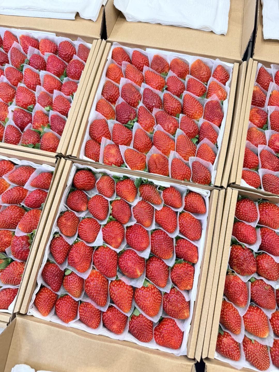 [🆕🇻🇳] Vườn Dâu Nhà Mớm – Based in Saigon 🍔 Top1Food  🍜 Ngày mai Thứ 2 (5/1) Nhà lại cập bến mẻ dâu mới toanh. Đầy đủ các size cho cả nhà luôn nhennn
Số lượng có hạn nên các bạn nhanh tay nhắn Nhà để Nhà lưu đơn , shares-0✔️ , likes-0❤️️ , date-2026-01-05 03:18:56🇻🇳🇻🇳🇻🇳📰🆕