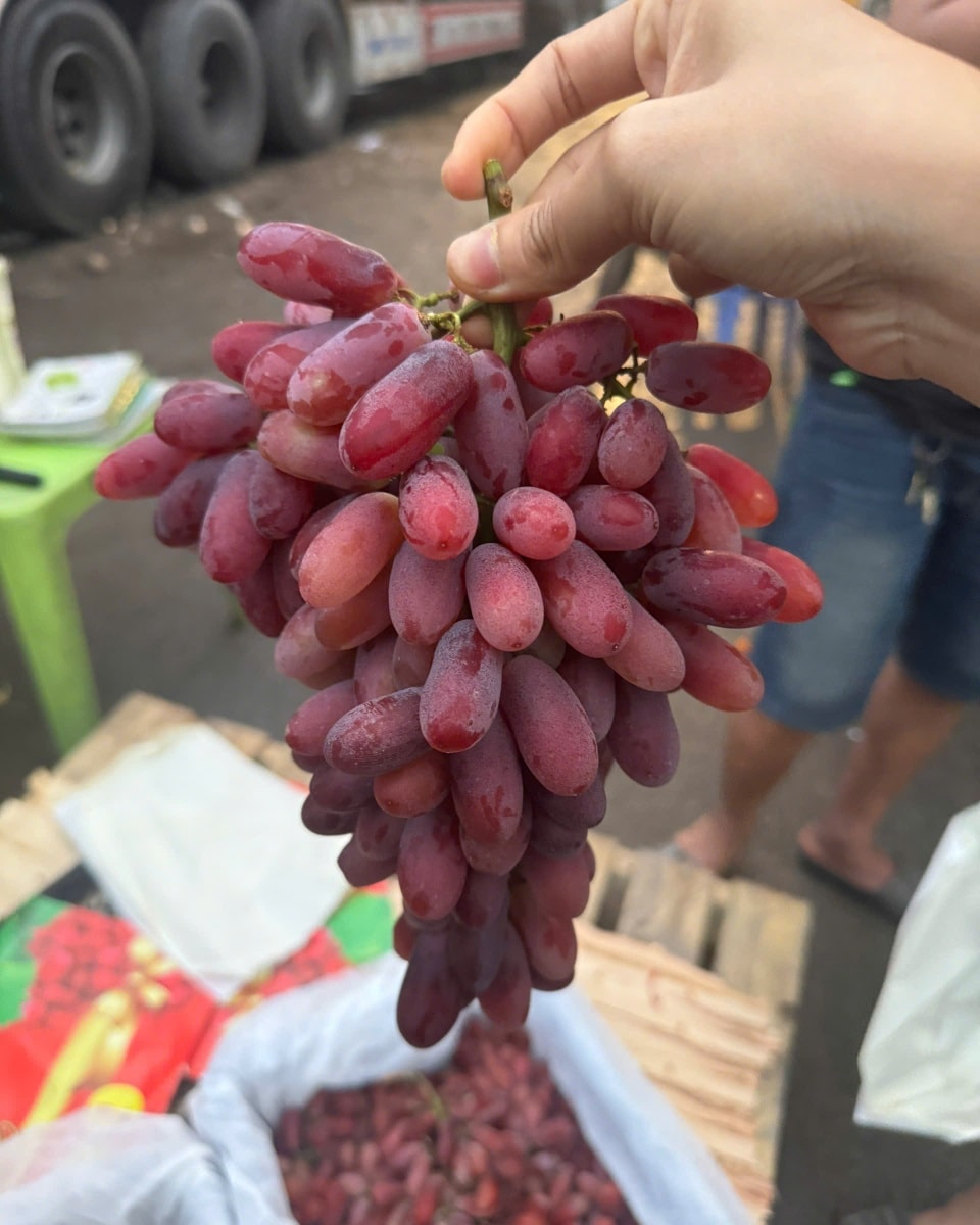 [🆕🇻🇳] Chio shop – Cửa hàng rau quả 🍔 Top1Food  🍜 Nho Đỏ Longcrimson giá siêu tốt hôm nay (chỉ áp dụng ngày 6.1)
– Nho ăn giòn ngọt ngon
– Chùm đẹp

120k/kg (giao từ 2kg hoặc kèm món)
 , shares-0✔️ , likes-1❤️️ , date-2026-01-06 19:18:42🇻🇳🇻🇳🇻🇳📰🆕